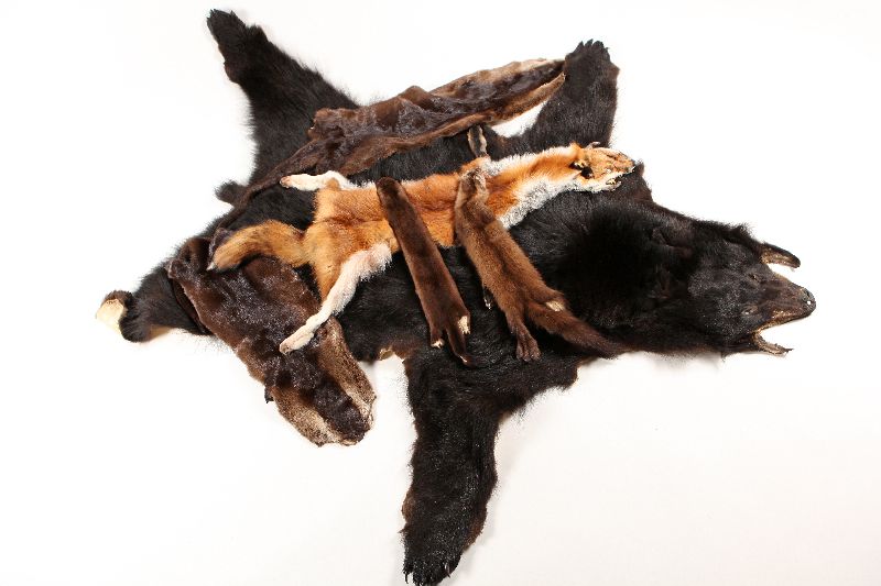 Fox, otter and mink pelts laid out on a bear skin.